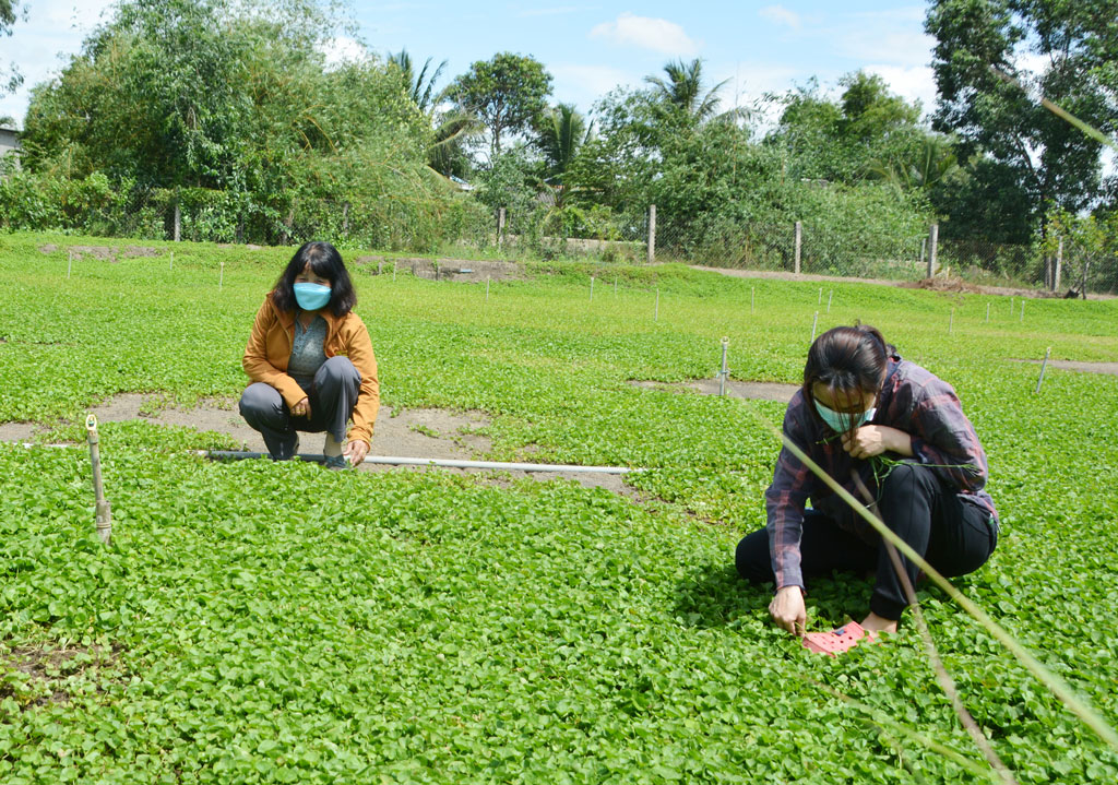 Thu nhập 15 triệu đồng/tháng từ trồng rau má