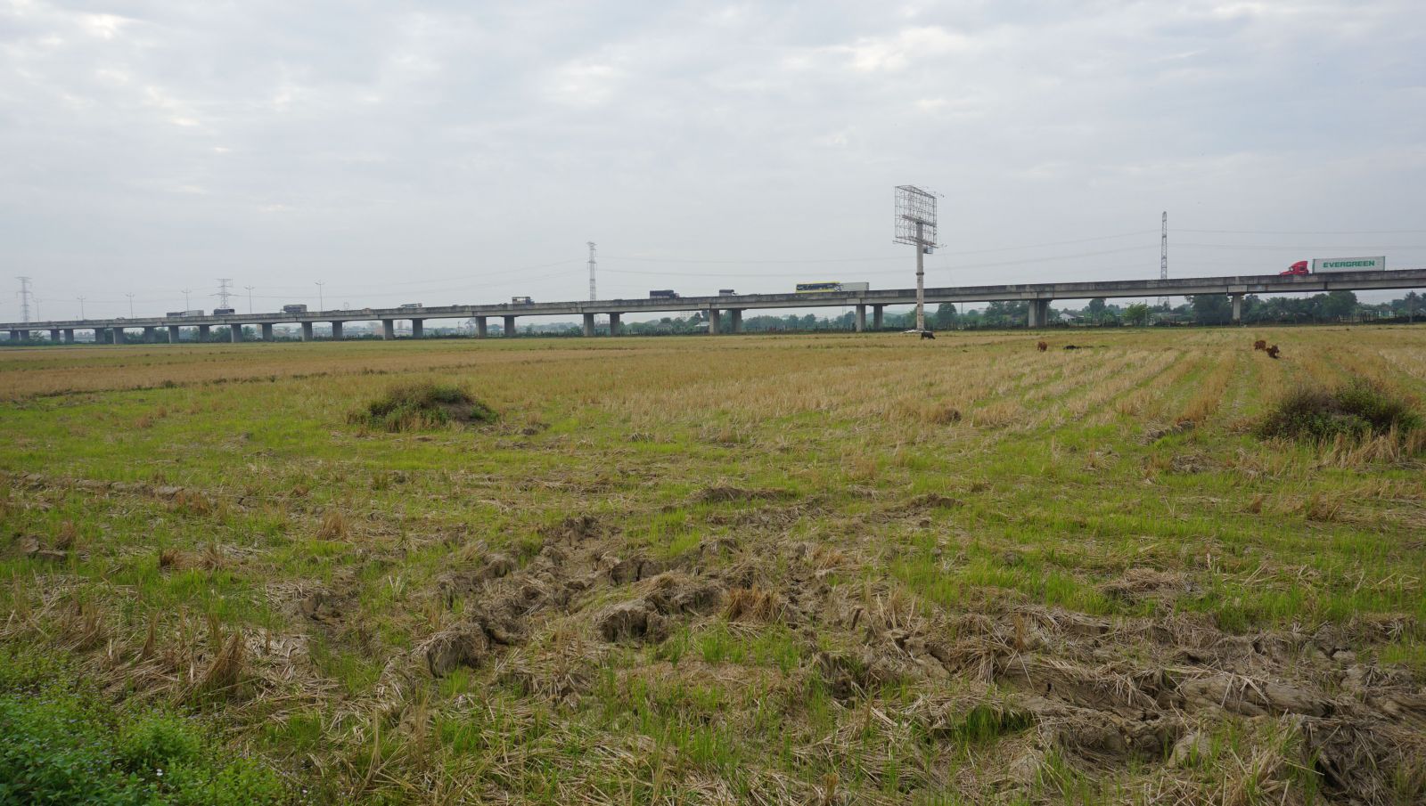 Vị trí đất thực hiện Dự án Đường tỉnh 830E và Dự án tạo quỹ đất sạch để bố trí tái định cư Đường tỉnh 830E và phát triển khu đô thị xã Thanh Phú. Đây là các dự án trọng điểm của tỉnh trên địa bàn huyện Bến Lức
