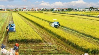 Mekong Delta to develop 1 million hectares of high-quality rice