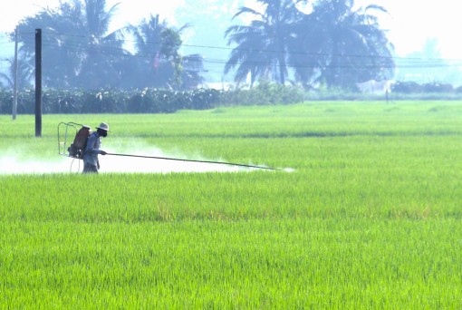 Phòng trừ sâu, bệnh trên lúa Hè Thu 2022 Phòng trừ sâu, bệnh trên lúa Hè Thu 2022