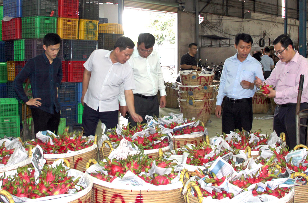 Hợp tác xã: Điểm tựa cho người trồng thanh long