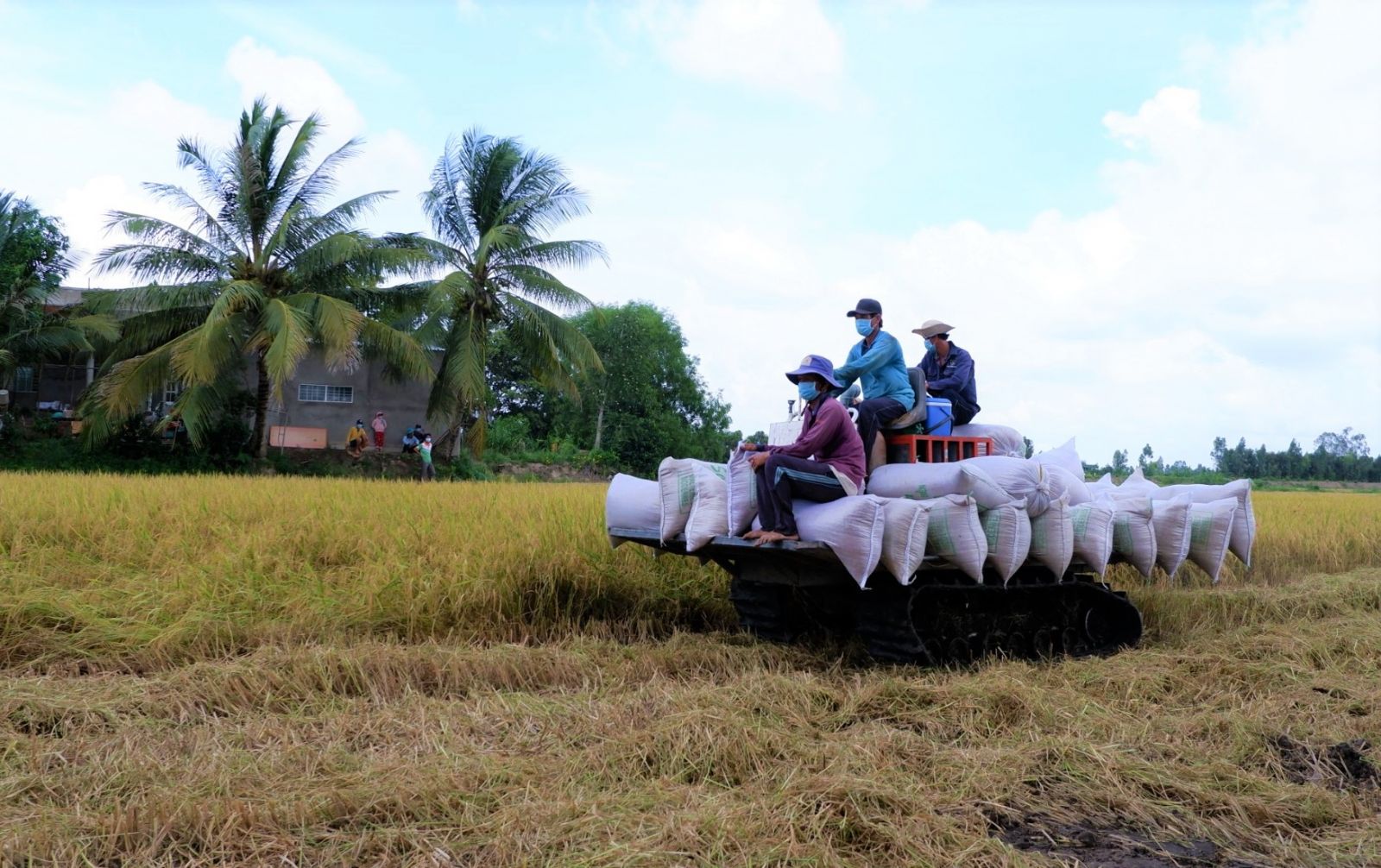Nông dân xã Thủy Đông, huyện Thạnh Hóa thu hoạch lúa Hè Thu 2022