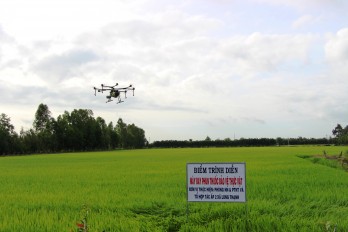 Thủ Thừa đẩy mạnh ứng dụng công nghệ cao trong sản xuất lúa nếp