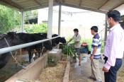 Thủ Thừa: Tiếp vốn cho hộ chăn nuôi bò theo hướng ứng dụng công nghệ cao