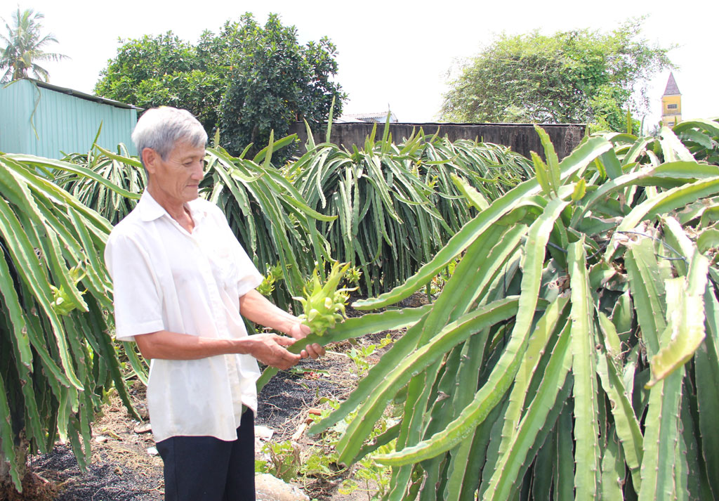 Tìm hướng phát triển cây thanh long bền vững (Bài 1)