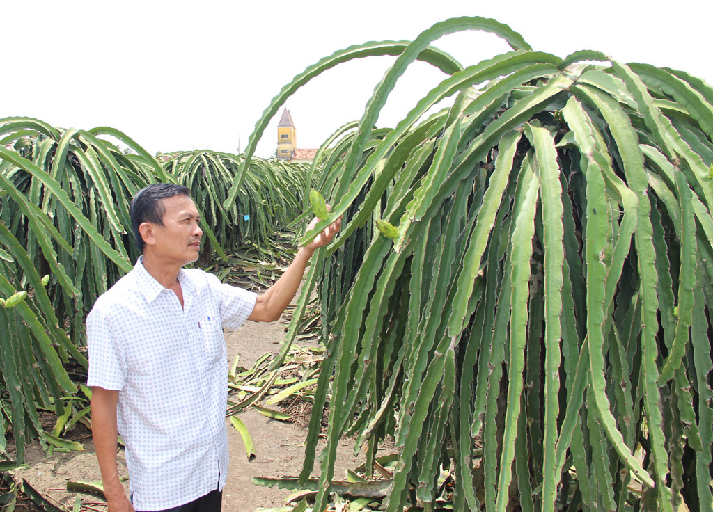 Tìm hướng phát triển cây thanh long bền vững (Bài 1)