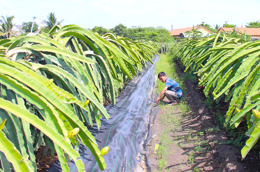 Tìm hướng phát triển cây thanh long bền vững (Bài 2)