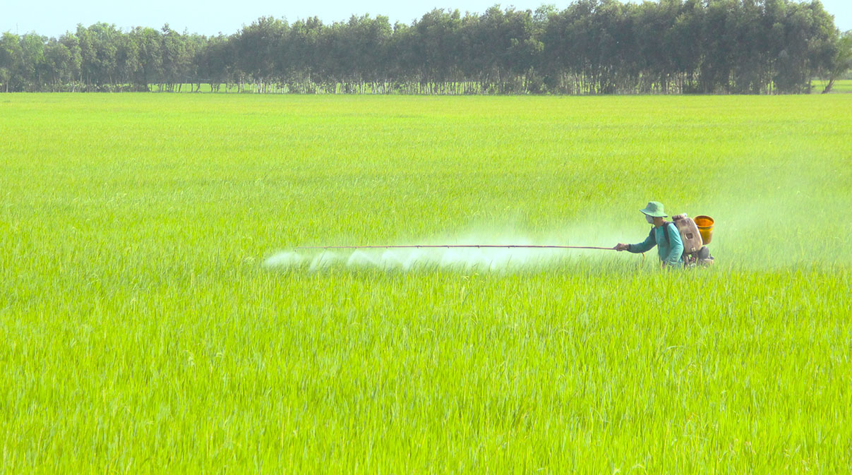 Đến nay, nông dân trên địa bàn tỉnh Long An xuống giống hơn 36.335ha lúa Thu Đông 2022, đạt 80,7% kế hoạch, bằng 112,3% so cùng kỳ. Các diện tích lúa chủ yếu đang ở các giai đoạn mạ, đẻ nhánh, làm đòng.