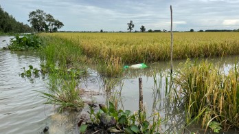 Tân Hưng: Nước dâng làm ngập úng hàng trăm hecta lúa Hè Thu năm 2022 sắp thu hoạch Tân Hưng: Nước dâng làm ngập úng hàng trăm hecta lúa Hè Thu năm 2022 sắp thu hoạch