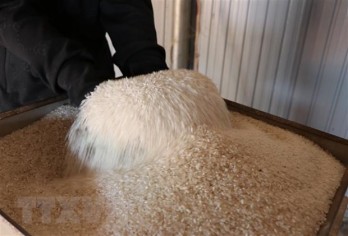 Rộng cửa xuất khẩu, gạo Việt Nam hướng tới thị trường cao cấp châu Âu