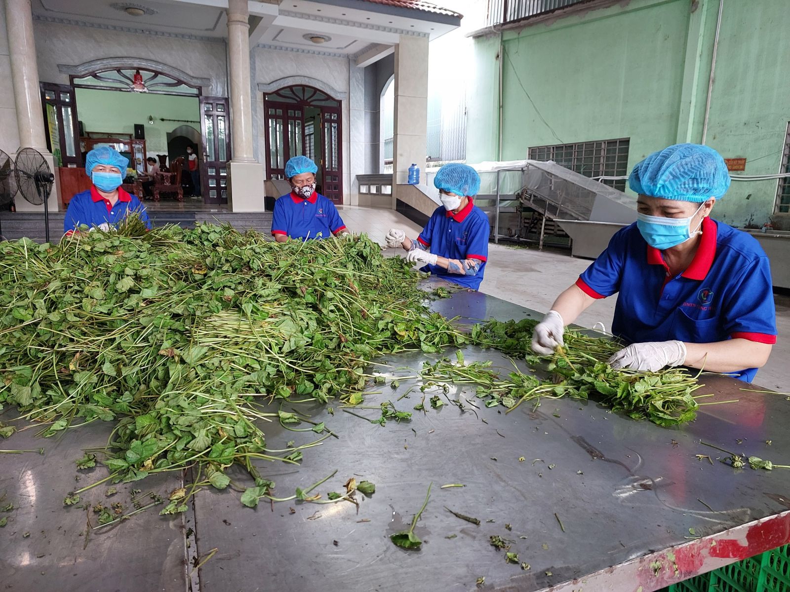 Anh Lê Minh Chánh tạo việc làm thường xuyên cho 10 lao động địa phương