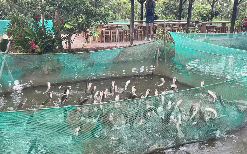 Một ngày ở Cồn Sơn