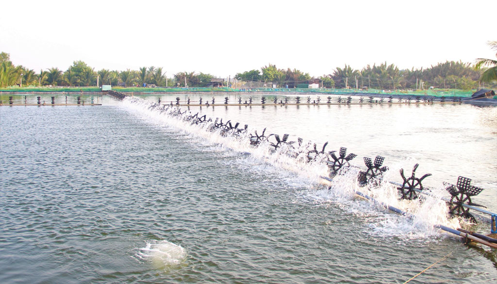 Nuôi tôm thâm canh ứng dụng công nghệ cao - Hướng đi tất yếu của người nuôi tôm