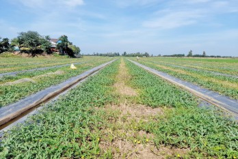 Nông dân Tân Thạnh trồng dưa hấu đón tết Nông dân Tân Thạnh trồng dưa hấu đón tết