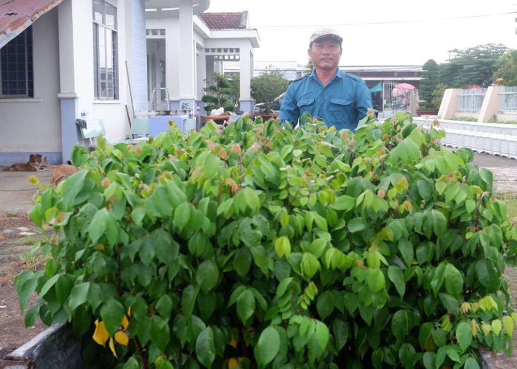 Sẵn sàng rau màu, hoa kiểng phục vụ thị trường tết