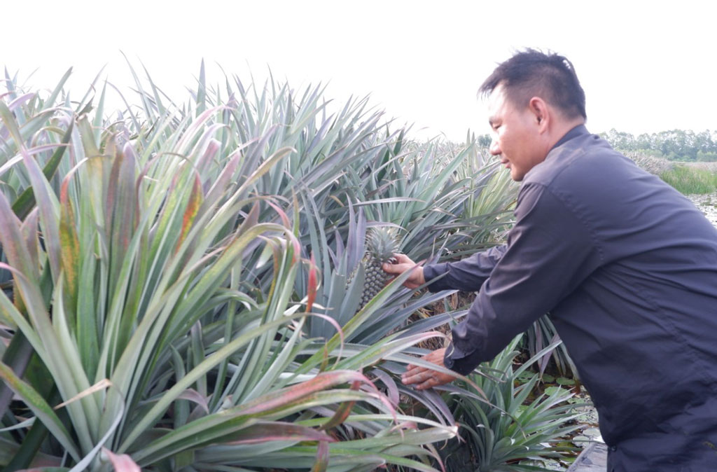 Sẵn sàng rau màu, hoa kiểng phục vụ thị trường tết