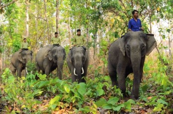 Dak Lak spends more than 2.2 million USD to end elephant rides