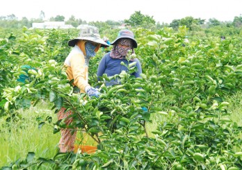 Thạnh Hóa ứng dụng công nghệ cao là 'chìa khóa' để phát triển nông nghiệp Thạnh Hóa ứng dụng công nghệ cao là 'chìa khóa' để phát triển nông nghiệp