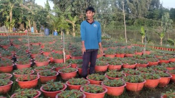 Tân Hưng: Nông dân tất bật chăm sóc hoa tết Tân Hưng: Nông dân tất bật chăm sóc hoa tết