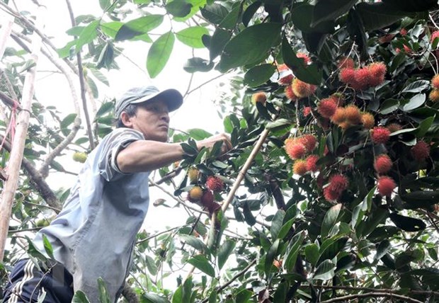 Đầu tư vào khâu chế biến để tăng chất lượng cho trái cây ĐBSCL