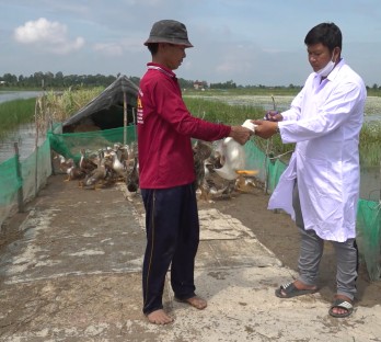 Tân Hưng vào mùa vịt chạy đồng Tân Hưng vào mùa vịt chạy đồng