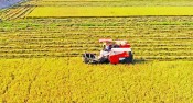 Tân Hưng: Sắc Xuân trên vùng lúa ứng dụng công nghệ cao