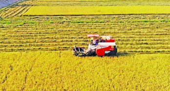 Tân Hưng: Sắc Xuân trên vùng lúa ứng dụng công nghệ cao