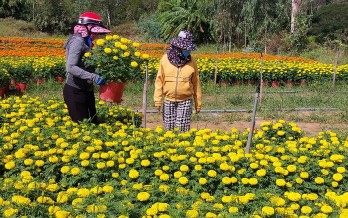 Tân Hưng: Niềm vui từ mùa hoa tết