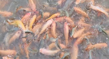 Đàn cá tự nhiên hàng ngàn con 'nương tựa' trước nhà người dân ở An Giang