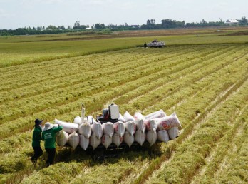 Những điều kiện nào để được tham gia đề án 1 triệu ha lúa chất lượng cao?
