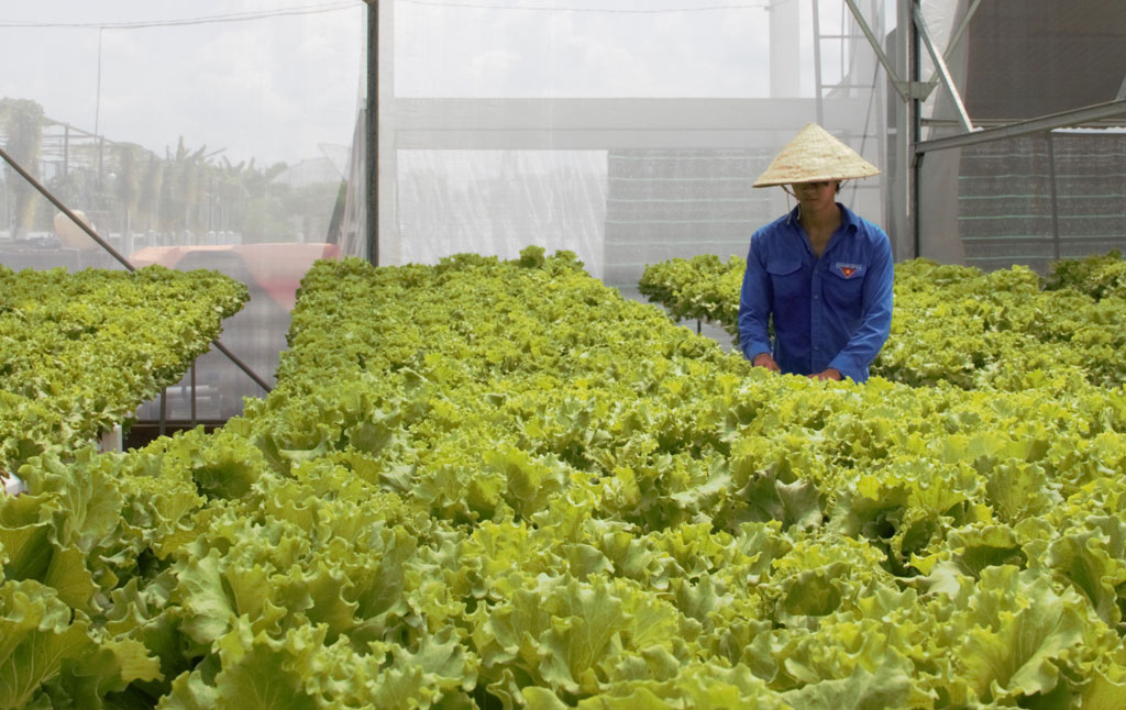 Ngành Nông nghiệp nỗ lực thực hiện nhiệm vụ từ đầu năm