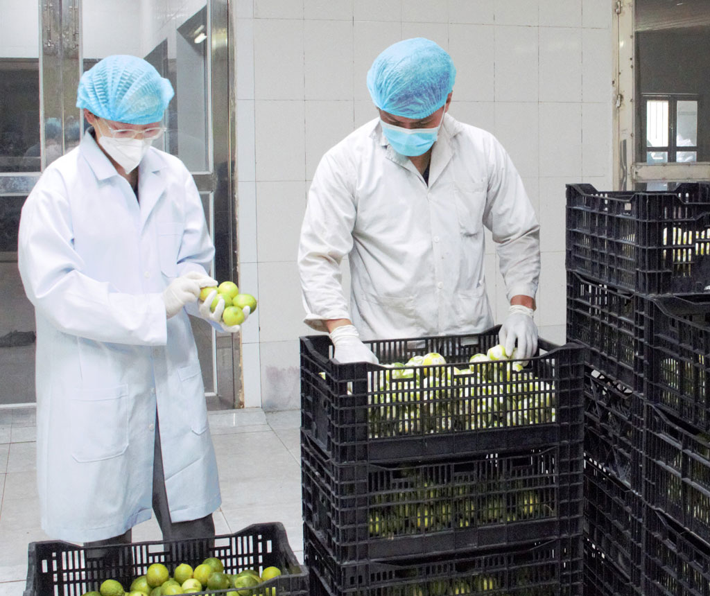 Ngành Nông nghiệp nỗ lực thực hiện nhiệm vụ từ đầu năm