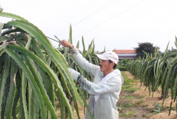 Đảng bộ xã Thanh Phú Long hoàn thành xuất sắc nhiệm vụ nhiều năm liền