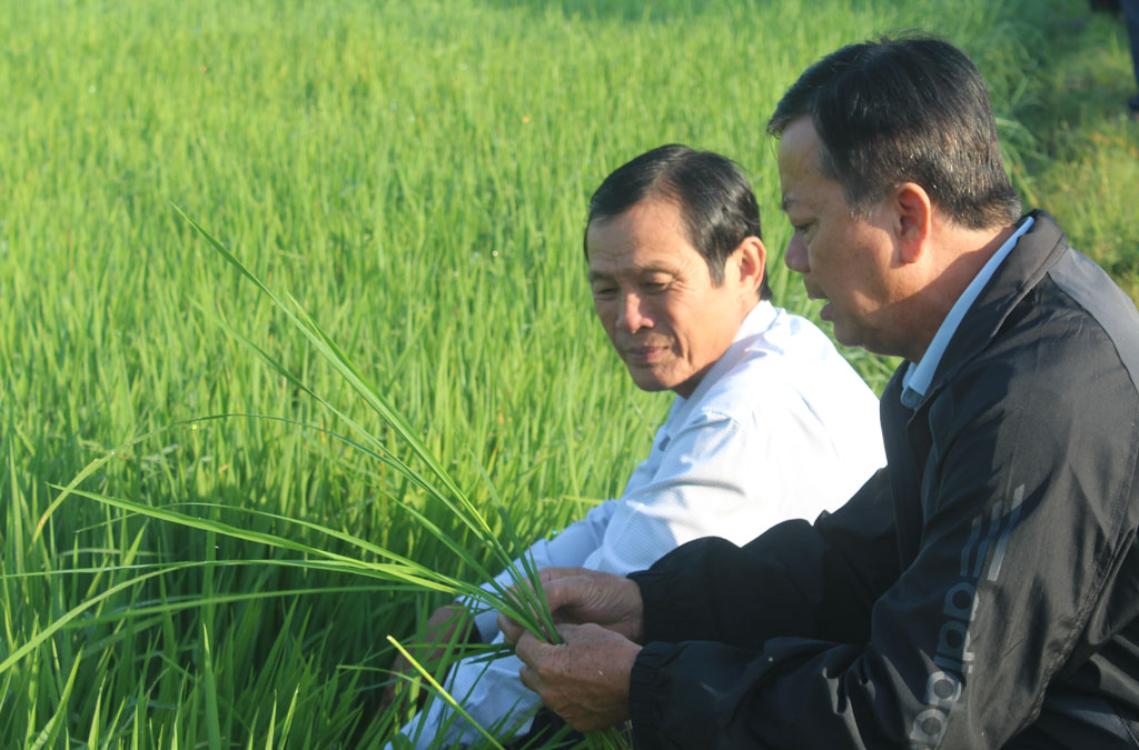 Phòng, chống dịch bệnh trên cây trồng: Không lơ là, chủ quan