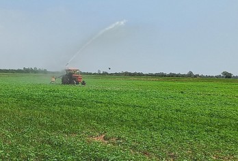 Tân Hưng: Xuống giống trên 400ha mè