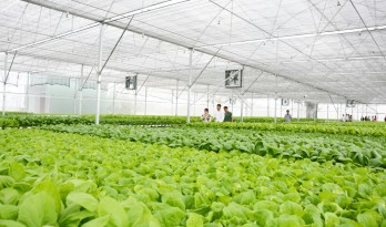 Cần Giuộc hướng đến nền nông nghiệp công nghệ cao