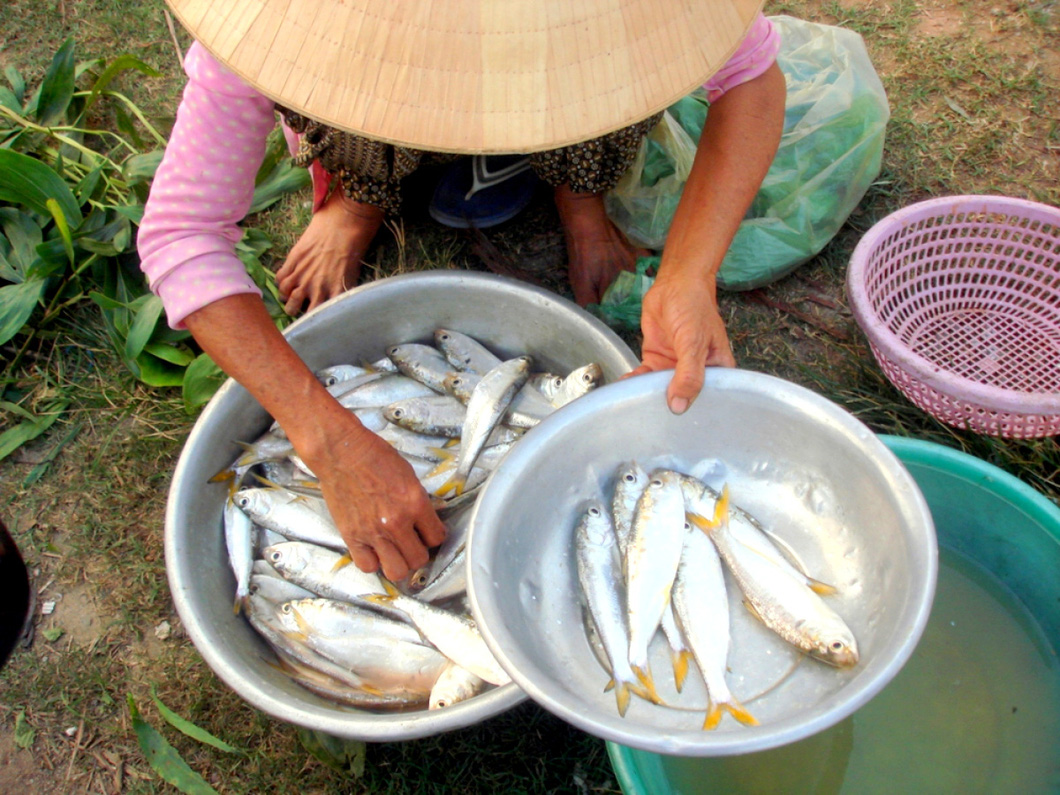 Cá mòi hương vị khỏi chê, chiên giòn nhắm rượu là mê ly liền