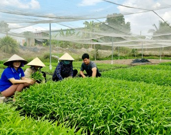 Kiến Tường phát triển kinh tế nhờ trồng rau an toàn Kiến Tường phát triển kinh tế nhờ trồng rau an toàn