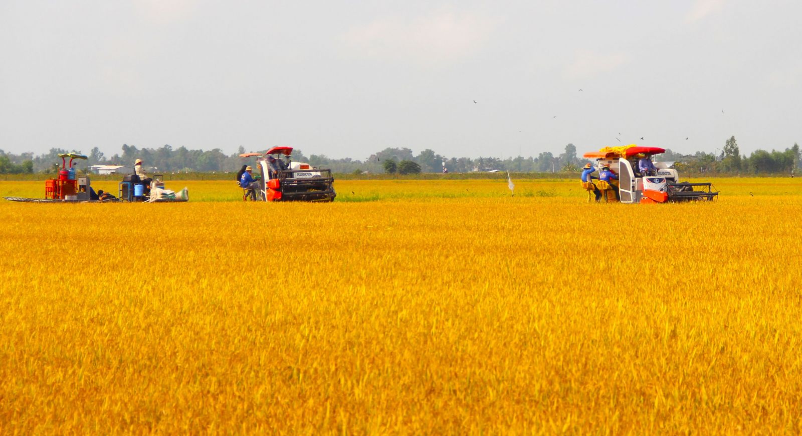 Hiệu quả sản xuất lúa gạo từ mô hình Cánh đồng lớn