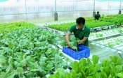 Mekong delta embarks on foundation building for organic agriculture
