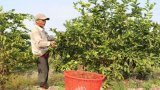 Bến Lức: Nắng nóng, chanh tăng giá mạnh