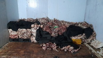 Phát hiện hơn 1 tấn mèo đông lạnh và 190 con mèo còn sống không rõ nguồn gốc