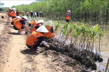 Southern Tra Vinh province’s forest coverage increases by nearly 400 ha in two years