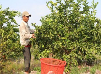 Bến Lức: Nắng nóng, chanh tăng giá mạnh