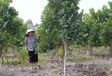 Bảo vệ vườn cây ăn trái trong mùa khô