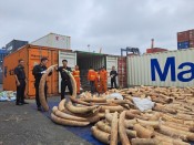 Bắt vụ buôn lậu ngà voi lớn nhất từ trước đến nay tại Hải Phòng
