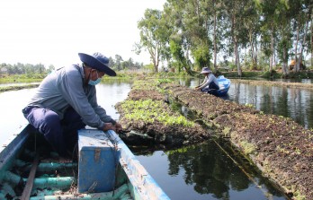 Thủ Thừa: Sáng tạo với mô hình Trồng rau bè thủy sinh