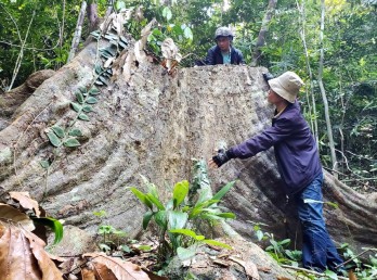 Ancient trees in protection forest illegally felled