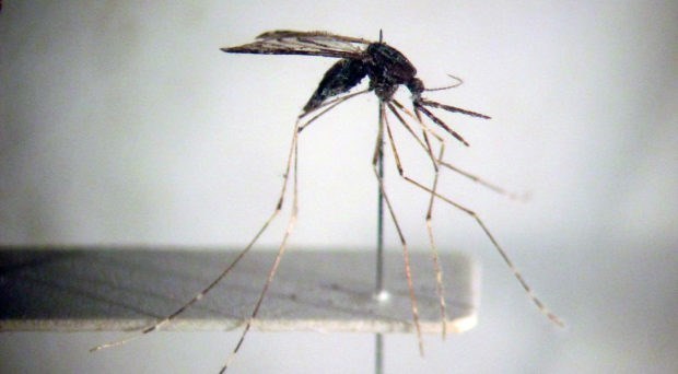 Hướng đến loại trừ bệnh sốt rét tại Việt Nam vào năm 2030