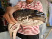 Người dân miền Tây bắt được cặp cá lóc ‘khủng’ gần 14 kg khi tát ao